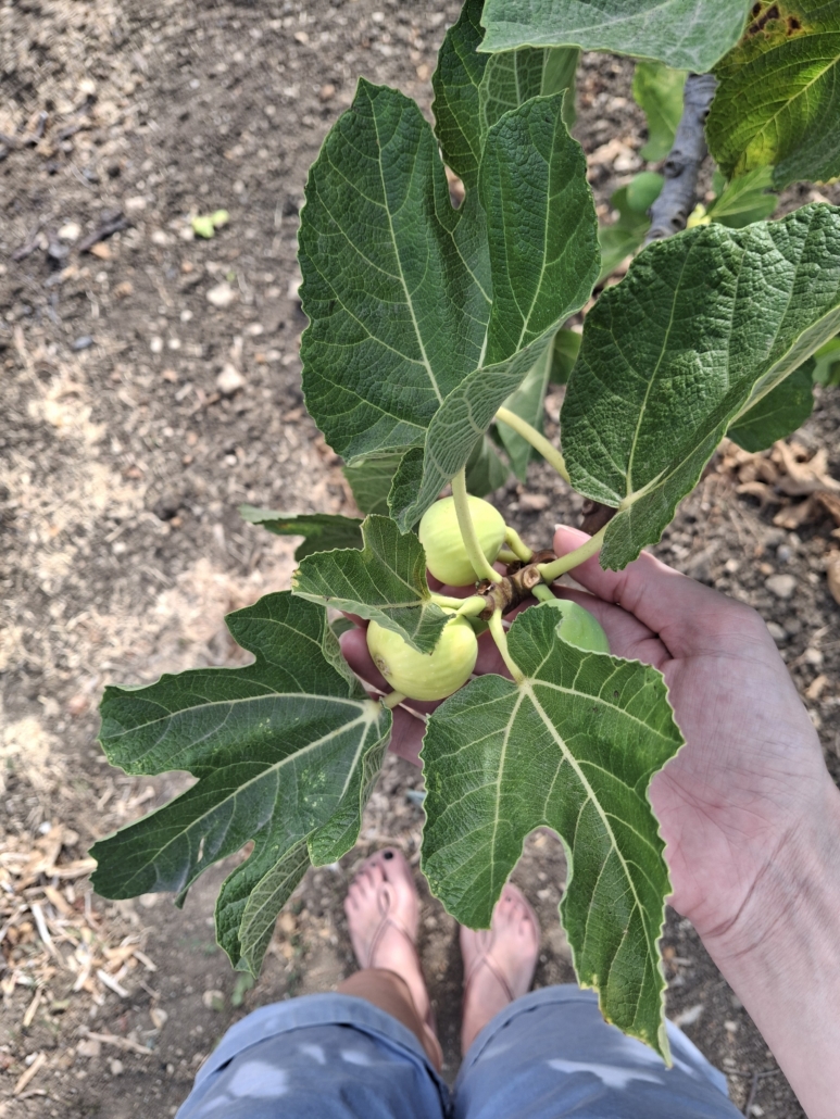 The Garden fig